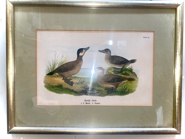 Vintage Print of Three Ruddy Ducks