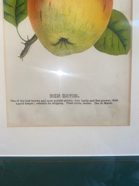 Antique Fruit Still Life Print "Ben David"