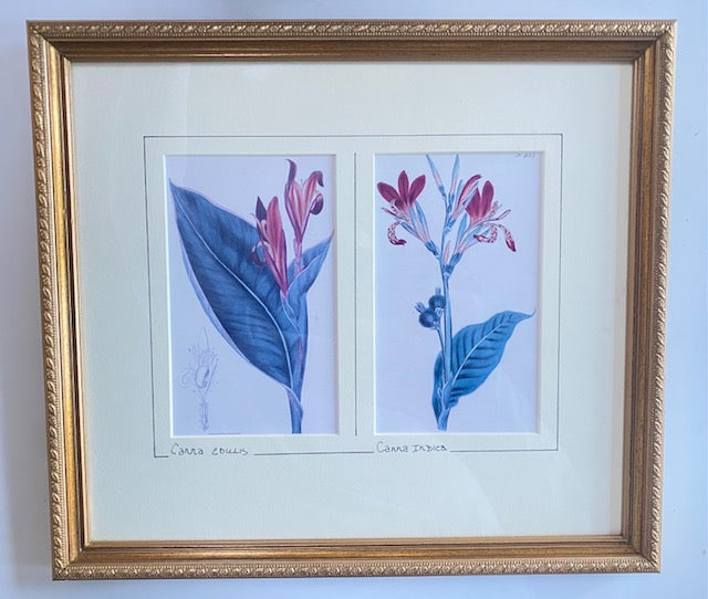 Vintage Double Print of Canna Edulis & Canna Indica Flowers
