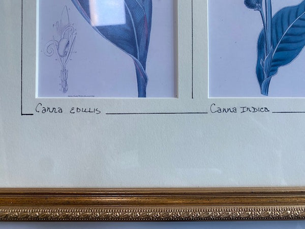 Vintage Double Print of Canna Edulis & Canna Indica Flowers