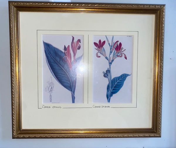 Vintage Double Print of Gaillardia Aristata & Helianthus Speciosus Flowers