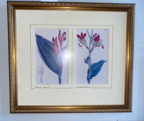 Vintage Double Print of Canna Edulis & Canna Indica Flowers