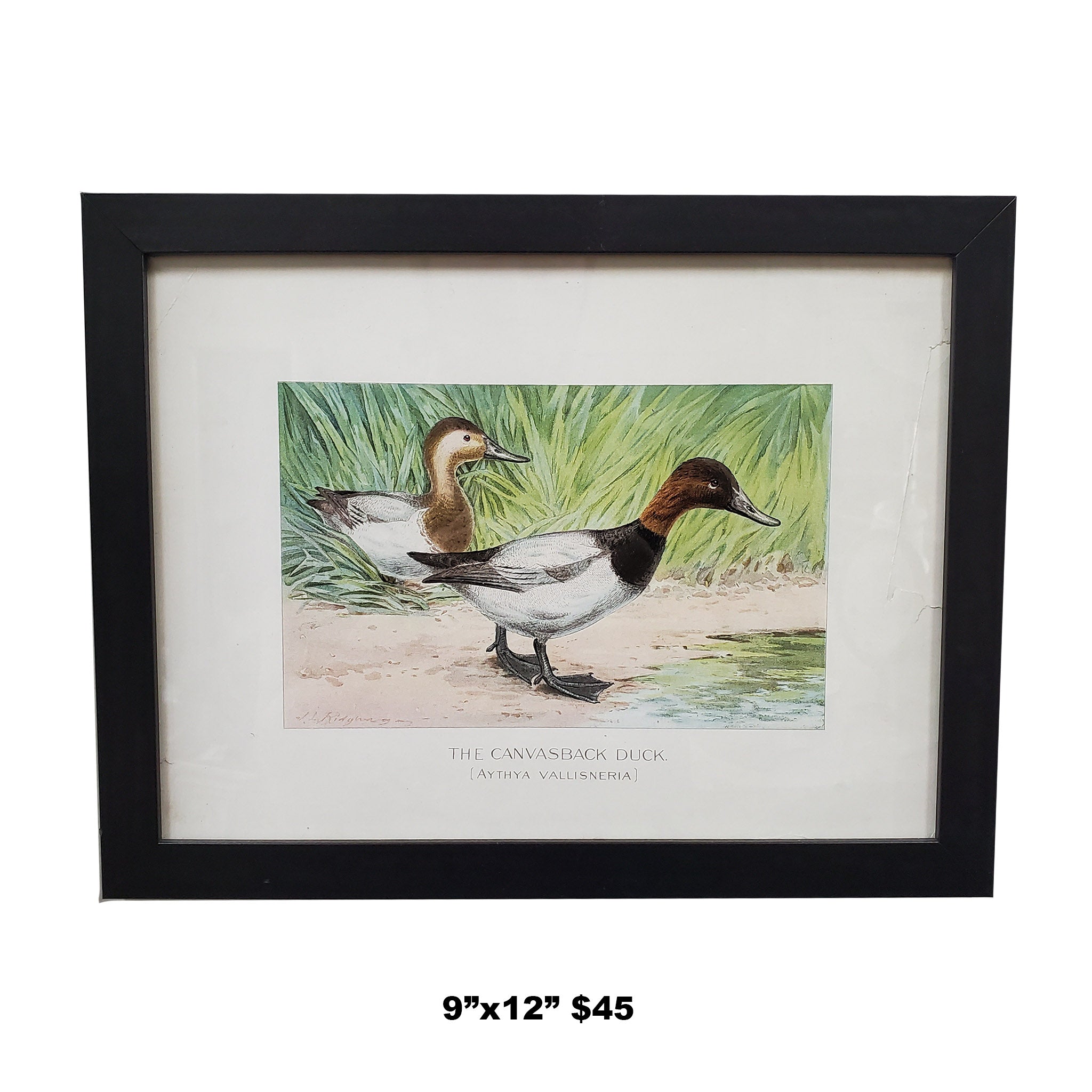 Vintage Print of Two Ducks